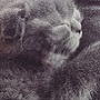 Аватара пользователя